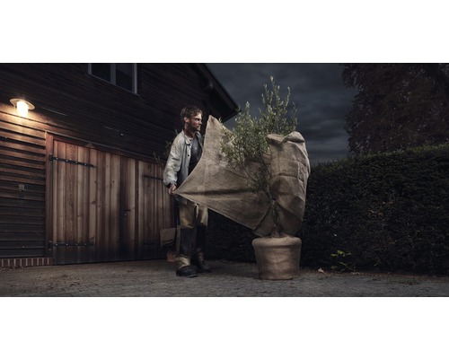 Muž chráni olivovník v kvetináči zimnou ochranou pred garážou.