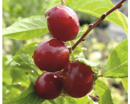 Višňa BIO FloraSelf Bio Prunus cerasus 'Morellenfeuer' 120-150 cm kvetináč 7,5 l Muchovník s plodmi na konári