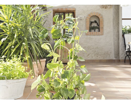 Svetlá terasa s rôznymi črepníkovými rastlinami