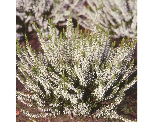 Biela rastlina vresovca pleťového v záhrade.