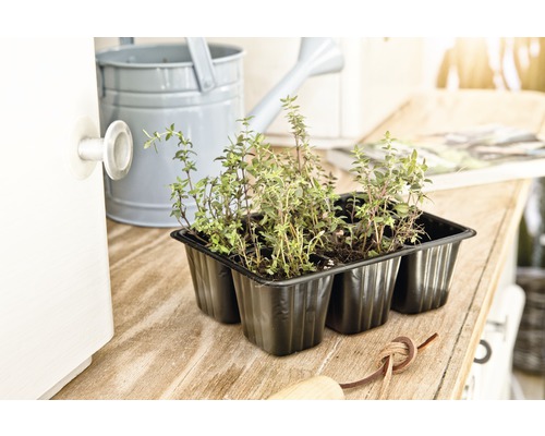Šesť rastlín tymianu v čiernej kvetinovej nádobe na drevenom stole spolu s kanvou na polievanie.