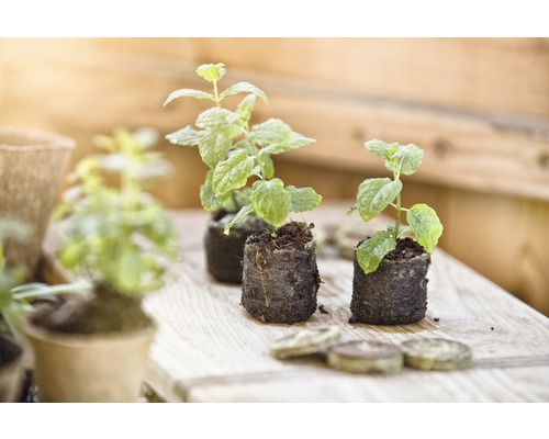 Tri mladé rastlinky mäty na drevenom povrchu s rašelinovými tabletami