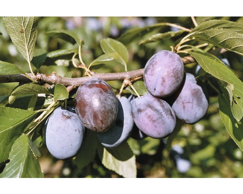Slivka BIO FloraSelf Bio Prunus domestica 'Hanita'® 100-150 cm kvetináč 6 l