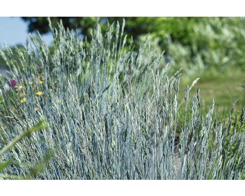 Kostrava sivá FloraSelf Festuca glauca 'Intense Blue' výška 50-60 cm kvetináč 15 l