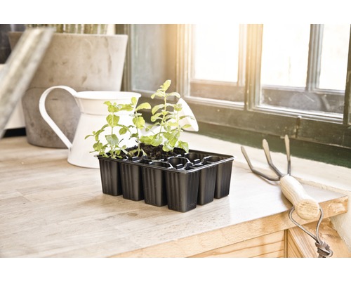 Výsevná miska s mladými rastlinami vedľa malých hrablí