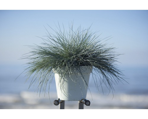 Kostrava sivá v kvetináči