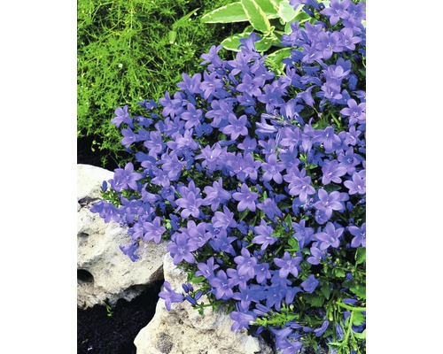 Kvitnúca Campanula v záhrade