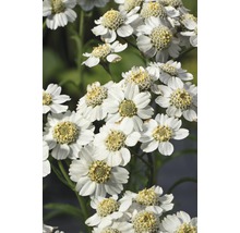 Detailný pohľad na skupinu rastlín snehovej gule s bielymi kvetmi