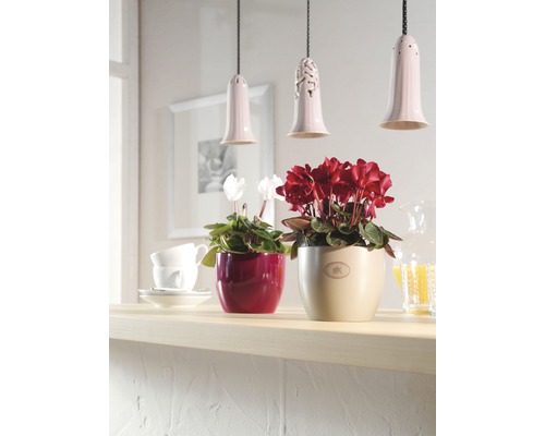 Dva kvitnúce cyklámeny v kvetináčoch na pulte, zdobené pod závesnými lampami.