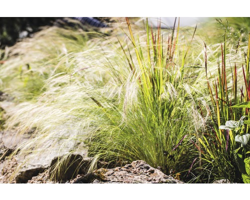 Rôzne okrasné trávy v záhradnom záhone.