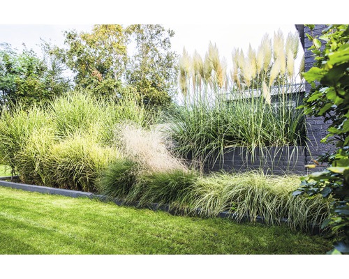Záhrada s okrasnými trávami a trávnikom