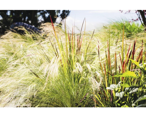 Vysoká tráva v záhrade.