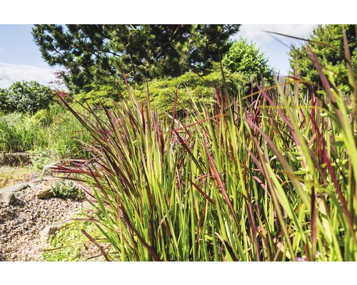 Záhrada s okrasnými trávami