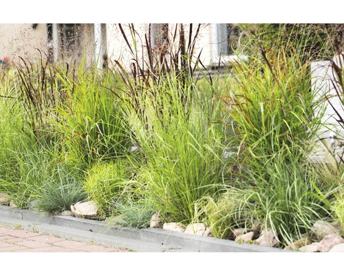 Záhon s rôznymi okrasnými trávami v záhrade.