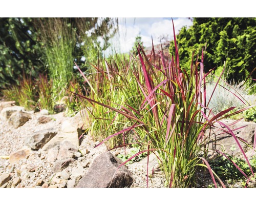 Záhon s okrasnými trávami a kameňmi v záhrade