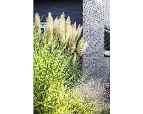 Pampová tráva pred budovou s tehlovou fasádou.