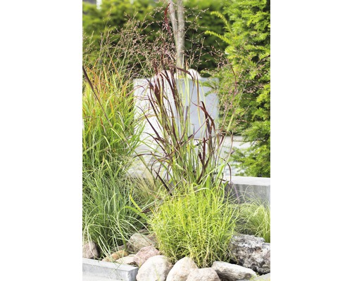 Okrasné trávy s kameňmi v záhrade