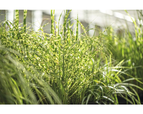 Ozdobnica čínska s pruhovaným vzorom