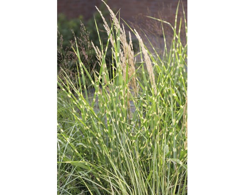 Zebra tráva s pruhovanými listami a kvetenstvami