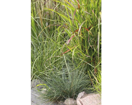 Rôzne okrasné trávy v záhradnom záhone