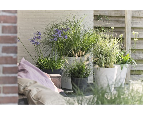 Terasa s kvetináčmi a rôznymi okrasnými trávami a kvitnúcimi rastlinami.