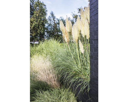 Okrasné trávy a pampová tráva v záhrade.