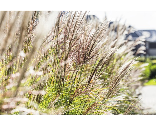 Ozdobnica čínska FloraSelf Miscanthus sinensis „Ďaleký východ“ 10-80 cm kvetináč 3 l