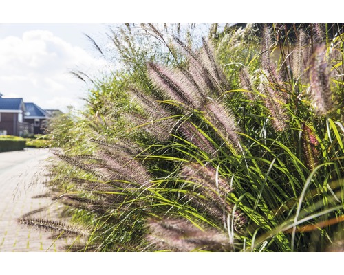 Okrasná tráva pozdĺž cesty