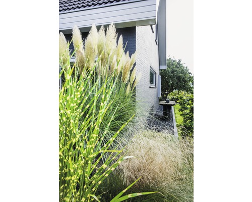 Okrasné trávy pred rodinným domom