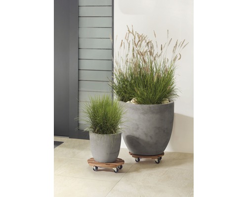 Dva osadené betónové kvetináče na drevených vozíkoch na kolieskach vonku.