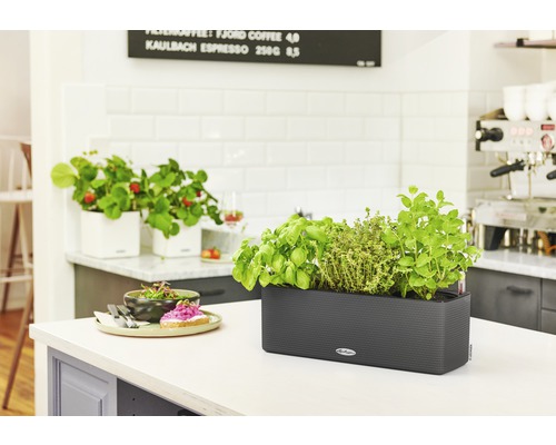 Bylinky a jahody v kvetináčoch na kuchynskej linke.