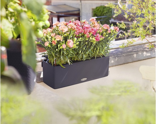 Tmavosivý kvetináč s ružovými karafiátmi na balkóne