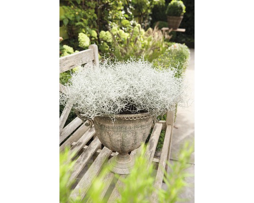 Okrasná rastlina v ozdobnom kvetináči na drevenej lavičke v záhrade.