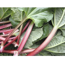 Stonky a listy rebarbory