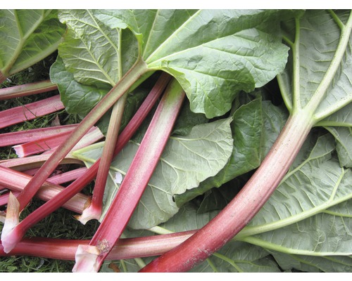 Stonky a listy rebarbory