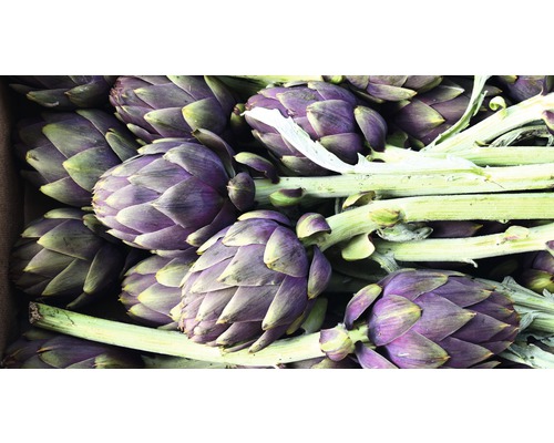 Detailný pohľad na artičoky so stonkou