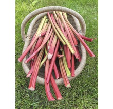 Kôš plný stoniek rebarbory na trávniku