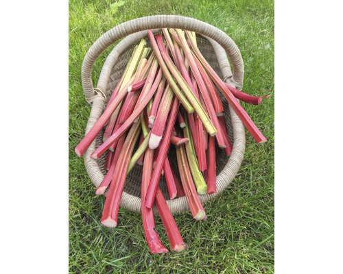 Kôš plný stoniek rebarbory na trávniku