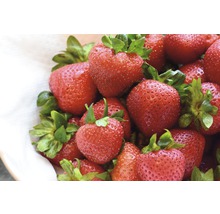 Detailný záber na čerstvé jahody