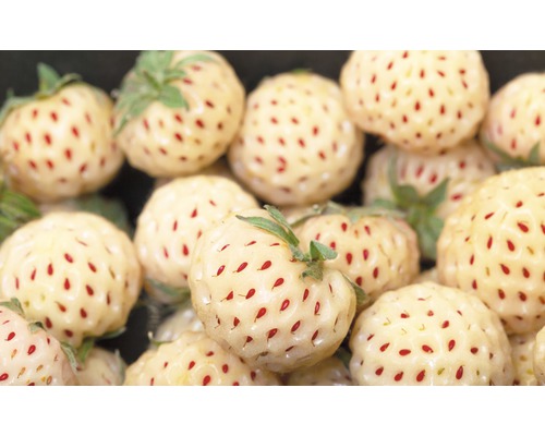 Detail bielych jahôd s červenými semienkami.