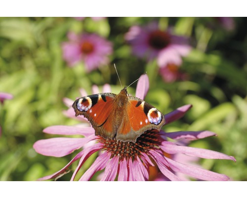 Motýľ okaň pávie na kvete