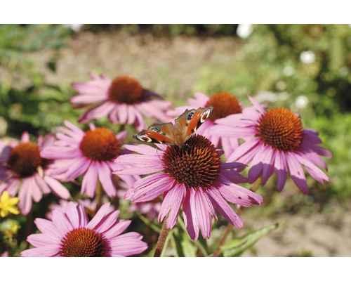 Motýľ babôčka pávooká na purpurovej echinacee