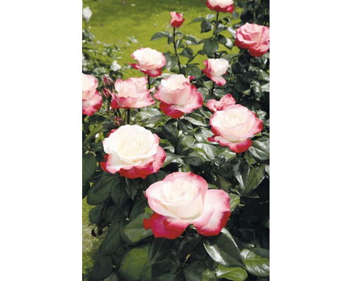 Záhon s kvitnúcimi ružami v záhrade