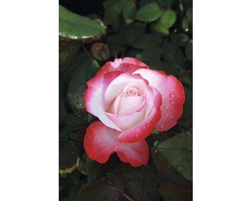 Detailný záber ruže s červeno-bielymi okvetnými lístkami