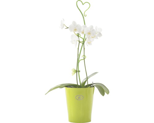 Orchidea v kvetináči so srdiečkovou dekoráciou