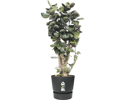 Izbová rastlina v kvetináči