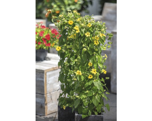 Čiernooká Zuzana žltá FloraSelf Thunbergia alata pyramída celková výška cca 90 cm kvetináč Ø 19 cm