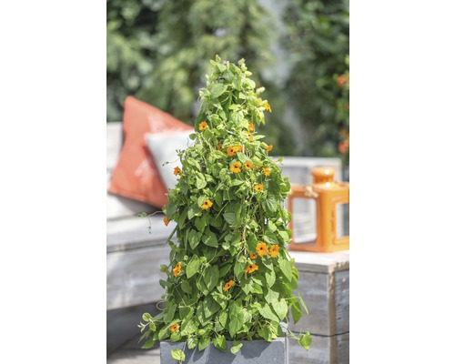 Čiernooká Zuzana oranžová FloraSelf Thunbergia alata pyramída celková výška cca 90 cm kvetináč Ø 19 cm
