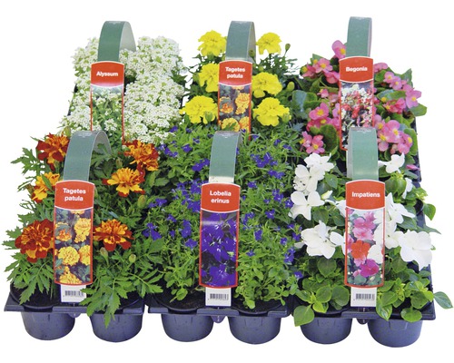 Zmes kvetov v sadbovacej doske s Alyssum, Tagetes patula, Lobelia erinus, Begonia a Impatiens.