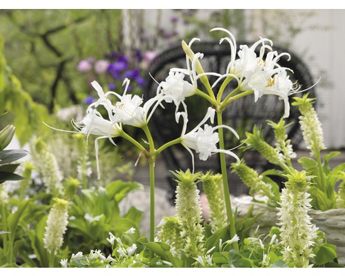 Detailný pohľad na skupinu plážových ľalií v záhrade.